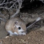 kangaroo rat at burrow