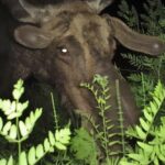moose eating royal fern