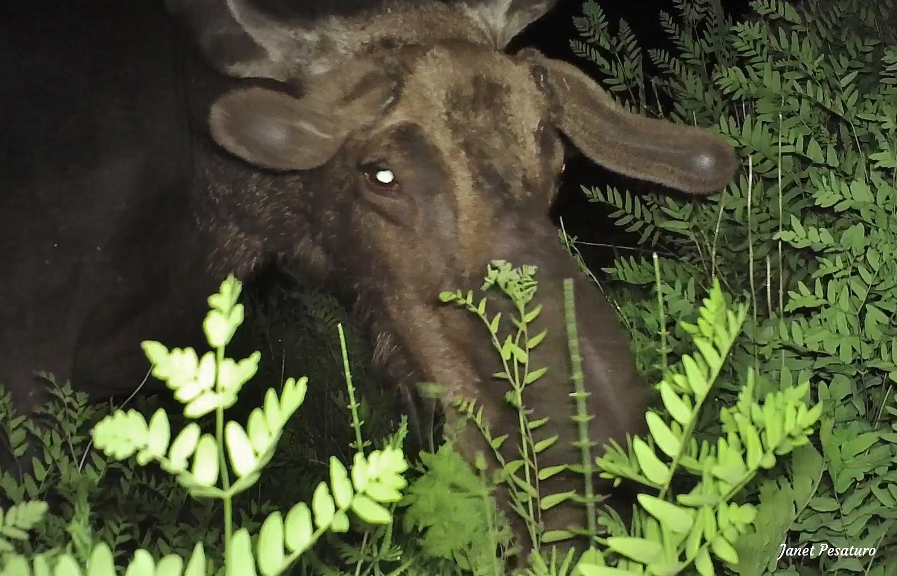 Moose eating royal fern