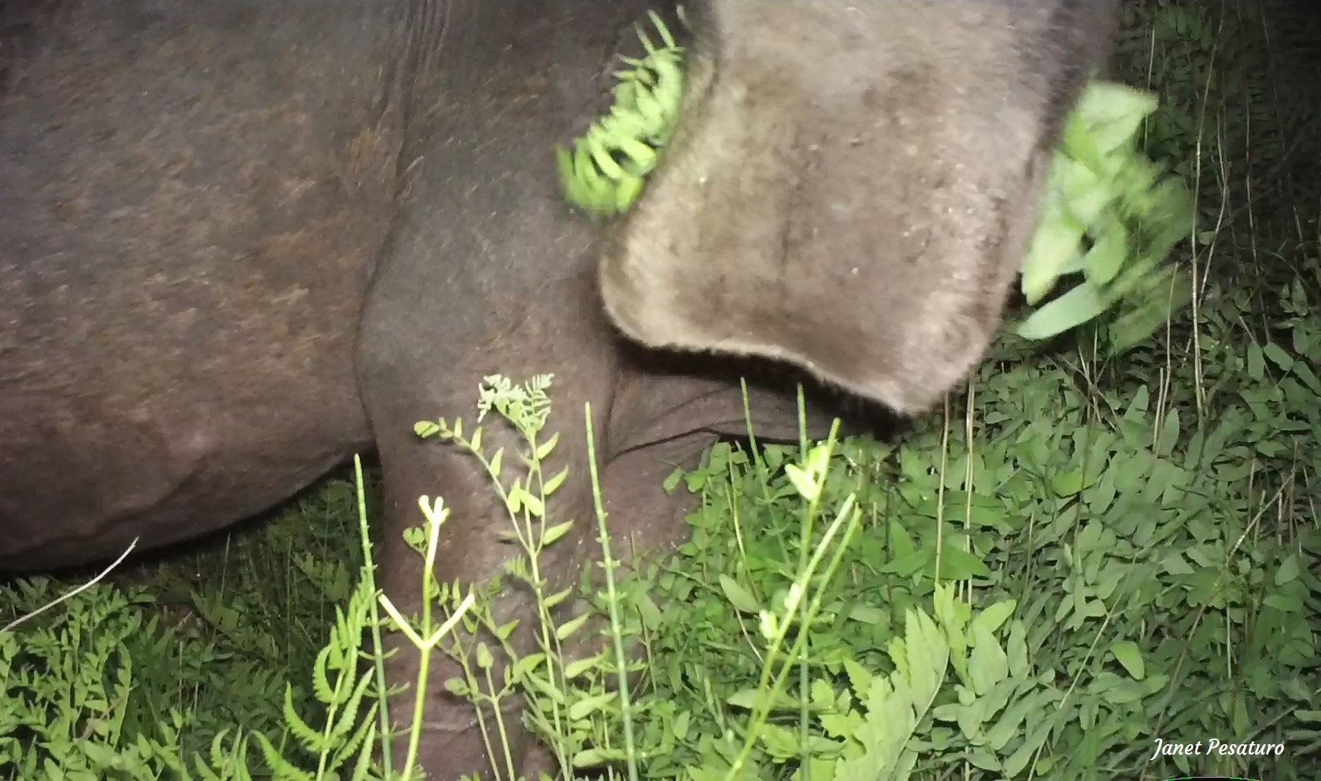 Moose eating royal fern, showing the feeding sign.