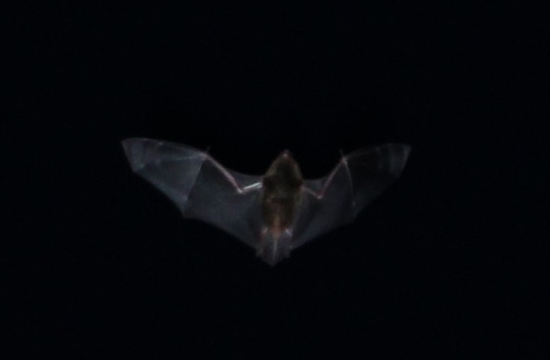 Remote camera photo of bat