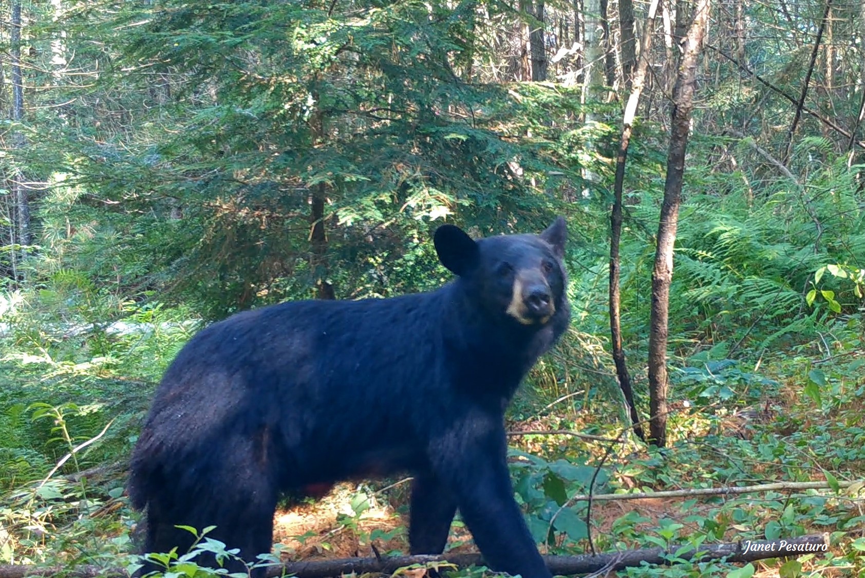 black bear on marking trail