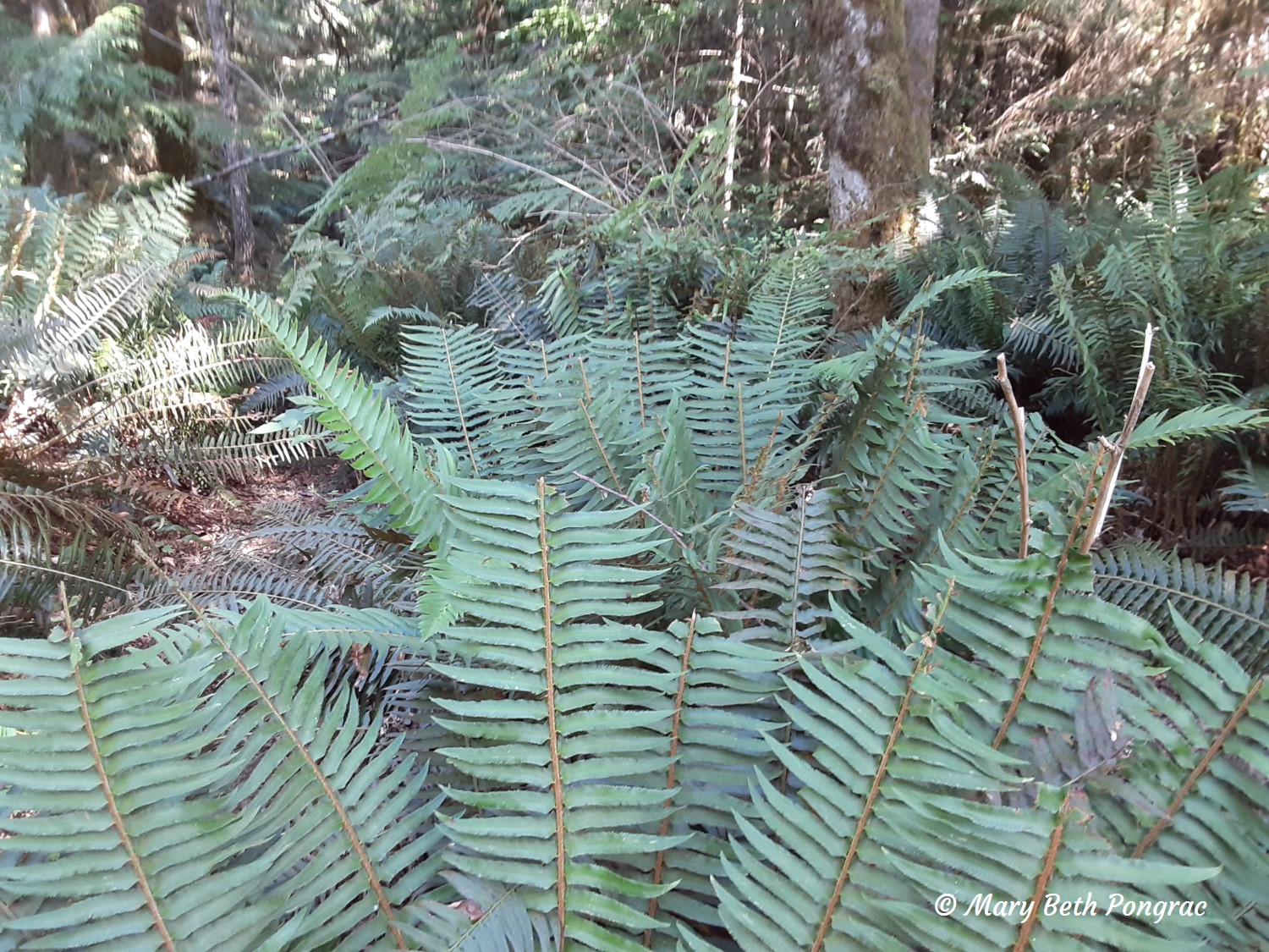 western sword fern browsed by roosevelt elk in British Columbia