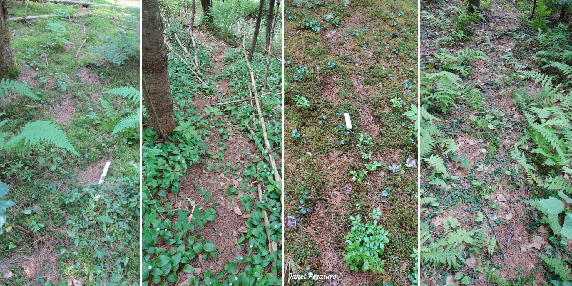 4 different black bear marking trails on green substrate