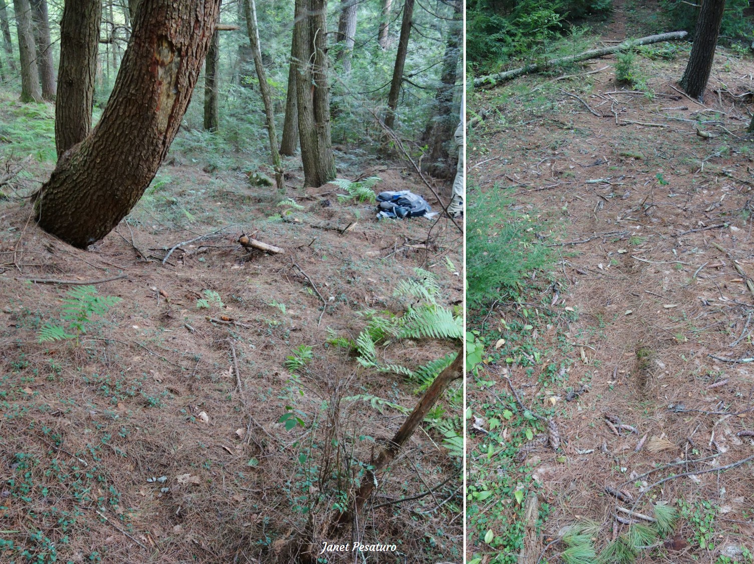 2 examples of black bear stomp trails in brown substrate