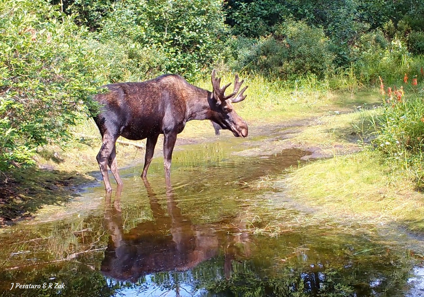A bull moose at a wetland