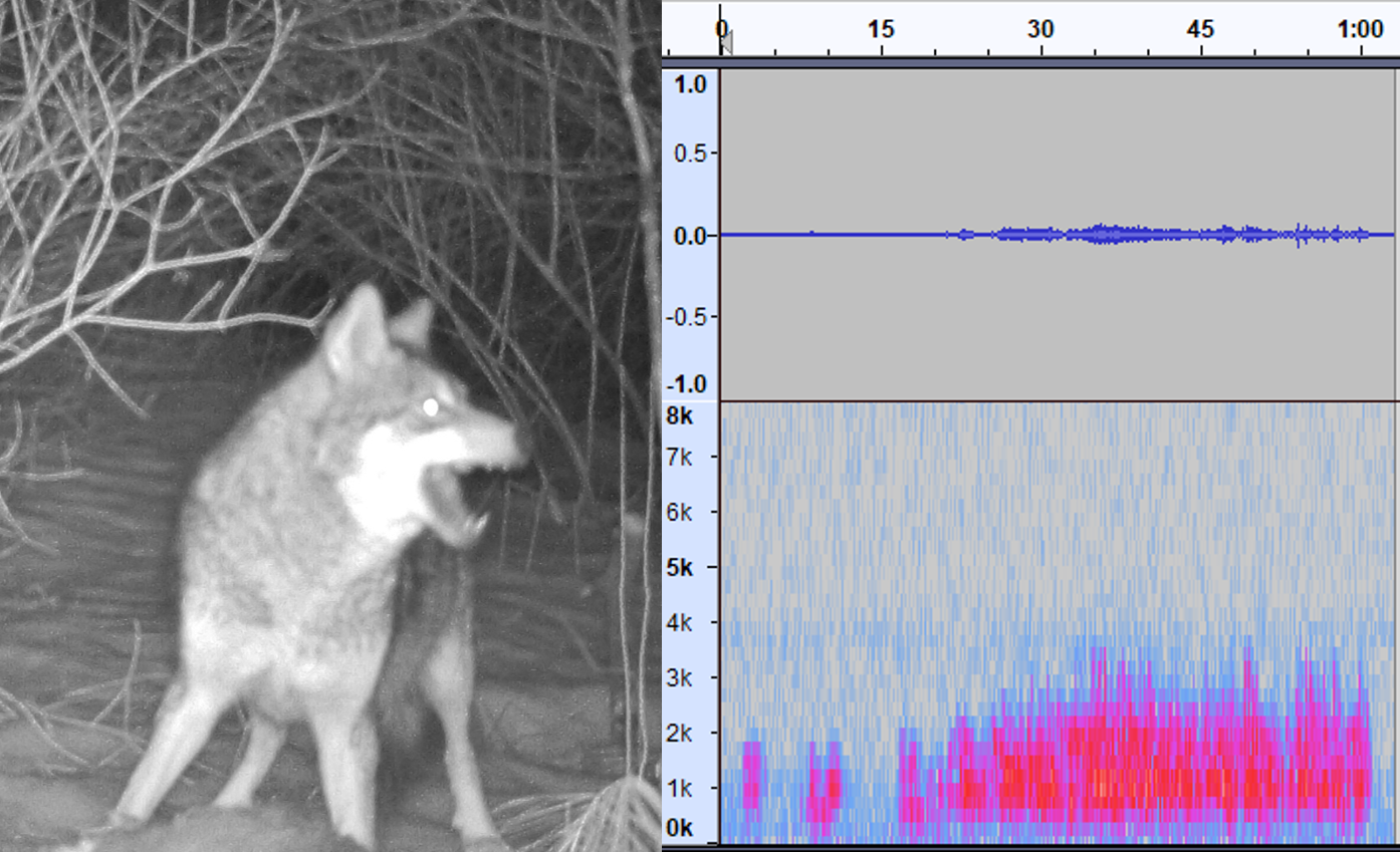 vocalizing coyote with spectrogram