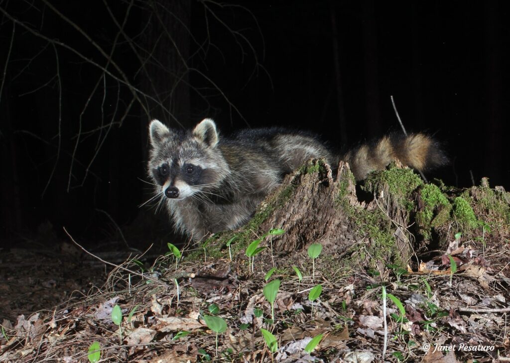raccoon at  a scent-marking stump taken with homebrew camera trap illustrating use of multi-point lighting