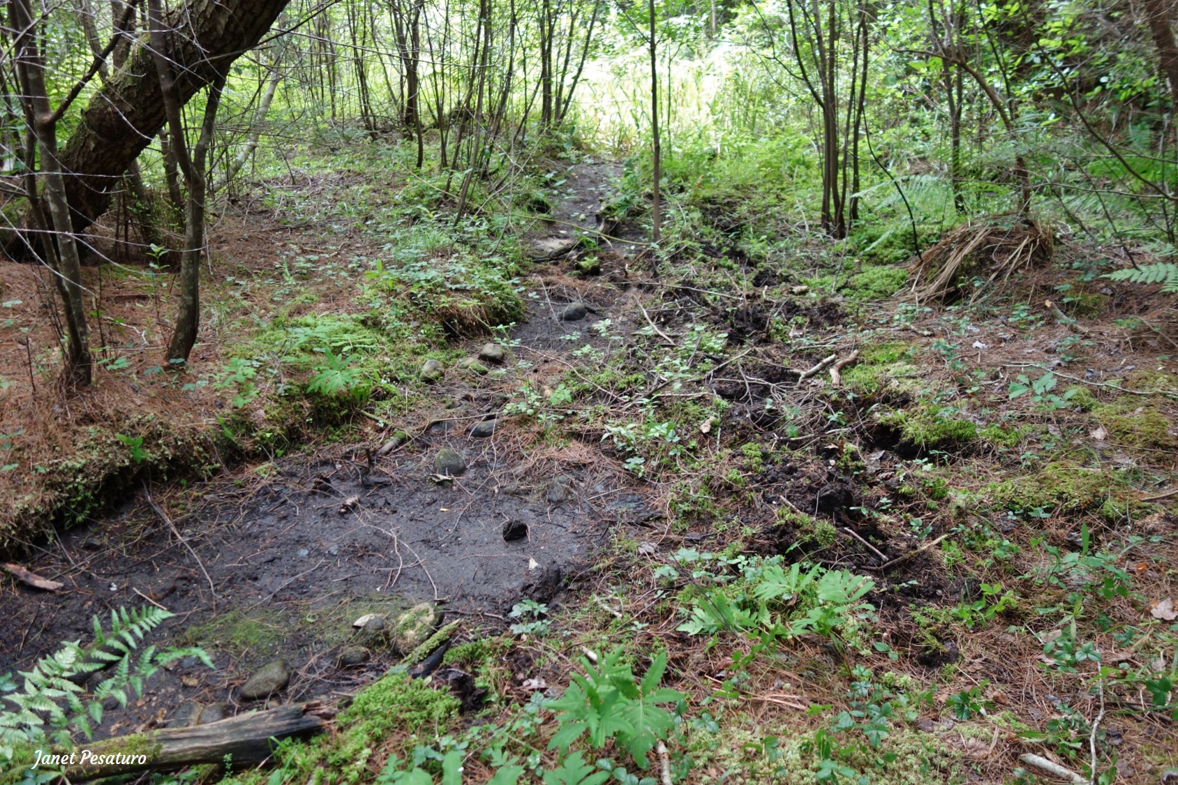 this may be a moose rut pit