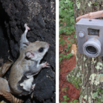 DSLR Camera Trap and Flying Squirrel