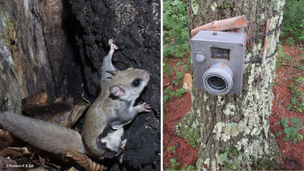 DSLR Camera Trap attached to tree with cable locks, and photo of flying squirrel caught with similar setup.  Flying Squirrel w/ Canon 60D, 18mm lens, F/18, 1/160 second, ISO400, single SB28 flash set to 1/8 power. 