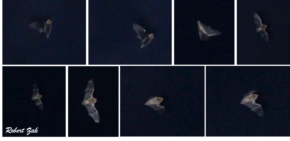 montage of bats in flight captured by acoustically triggered remote camera