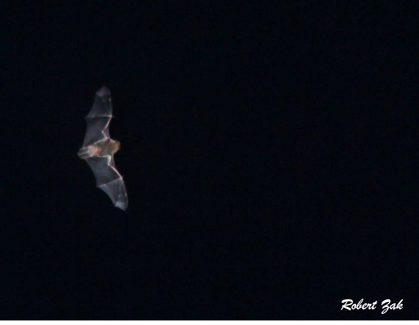 Photo of bat from remote camera with acoustic trigger