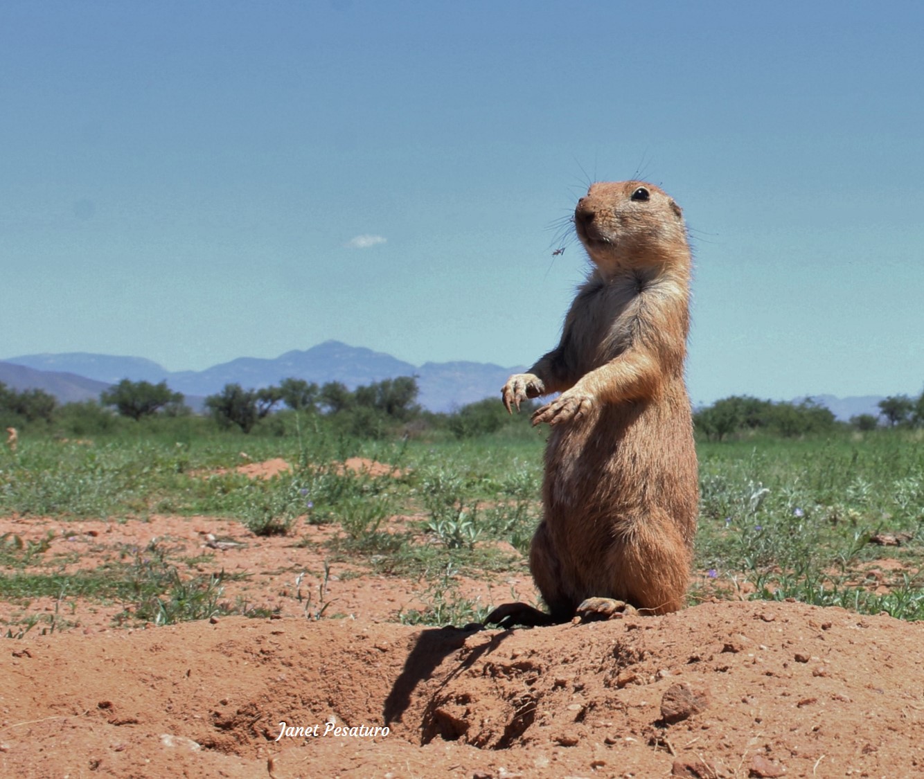 the black-tailed prairie dog is a keystone species