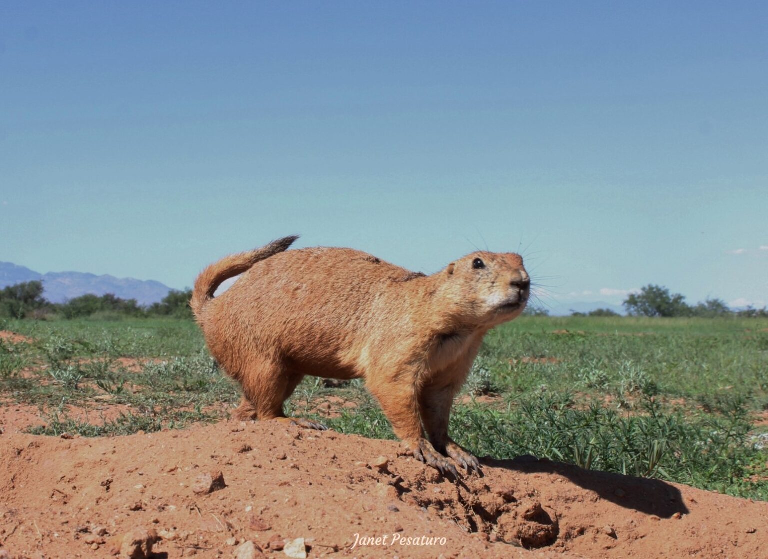 webkinz prairie dog