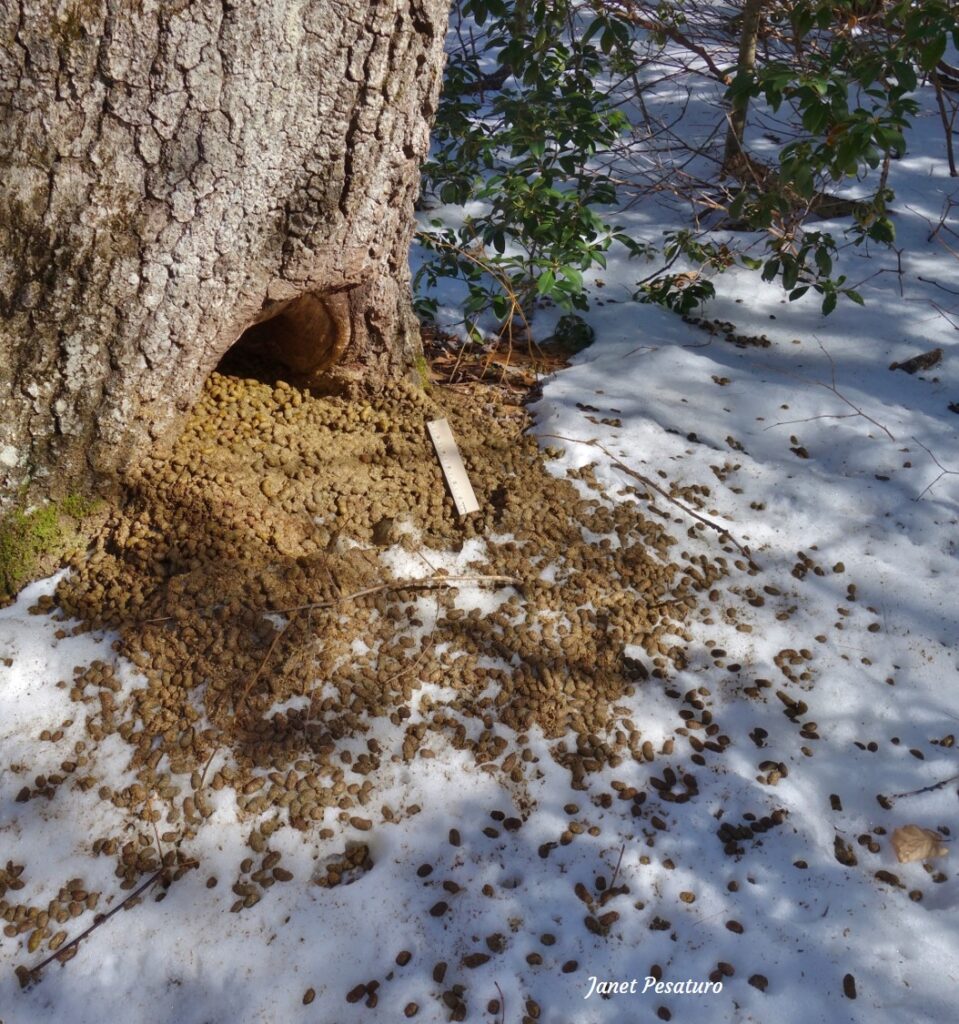 Porcupine winter den in hollow tree