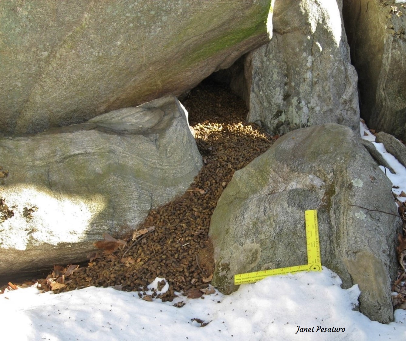 porcupine den between boulders