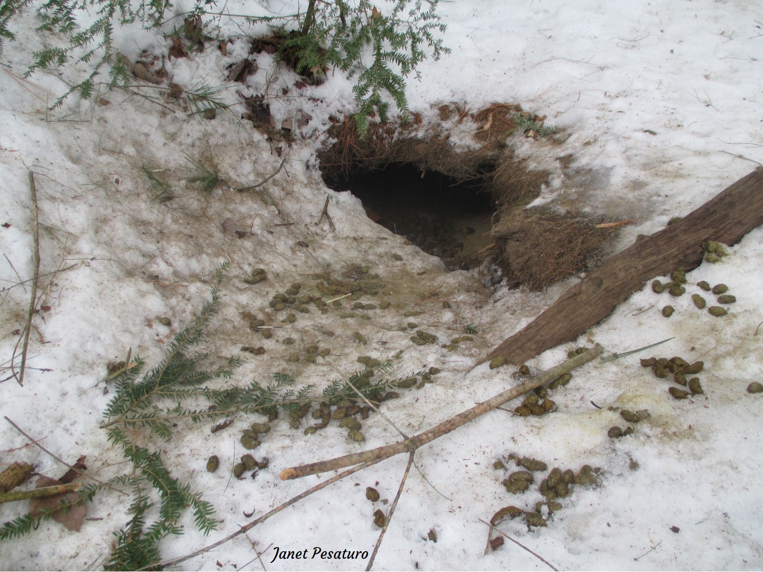 porcupine winter den in old beaver bank lodge