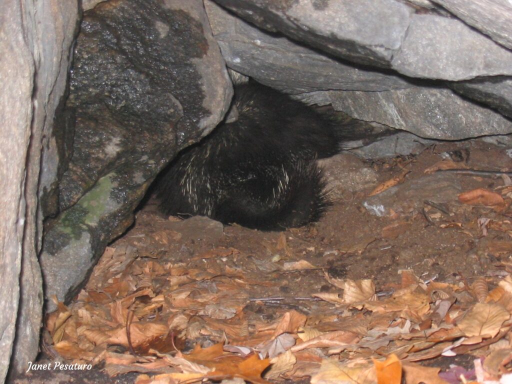 north american porcupine denning in an old stone foundation