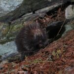 porcupine at its winter den