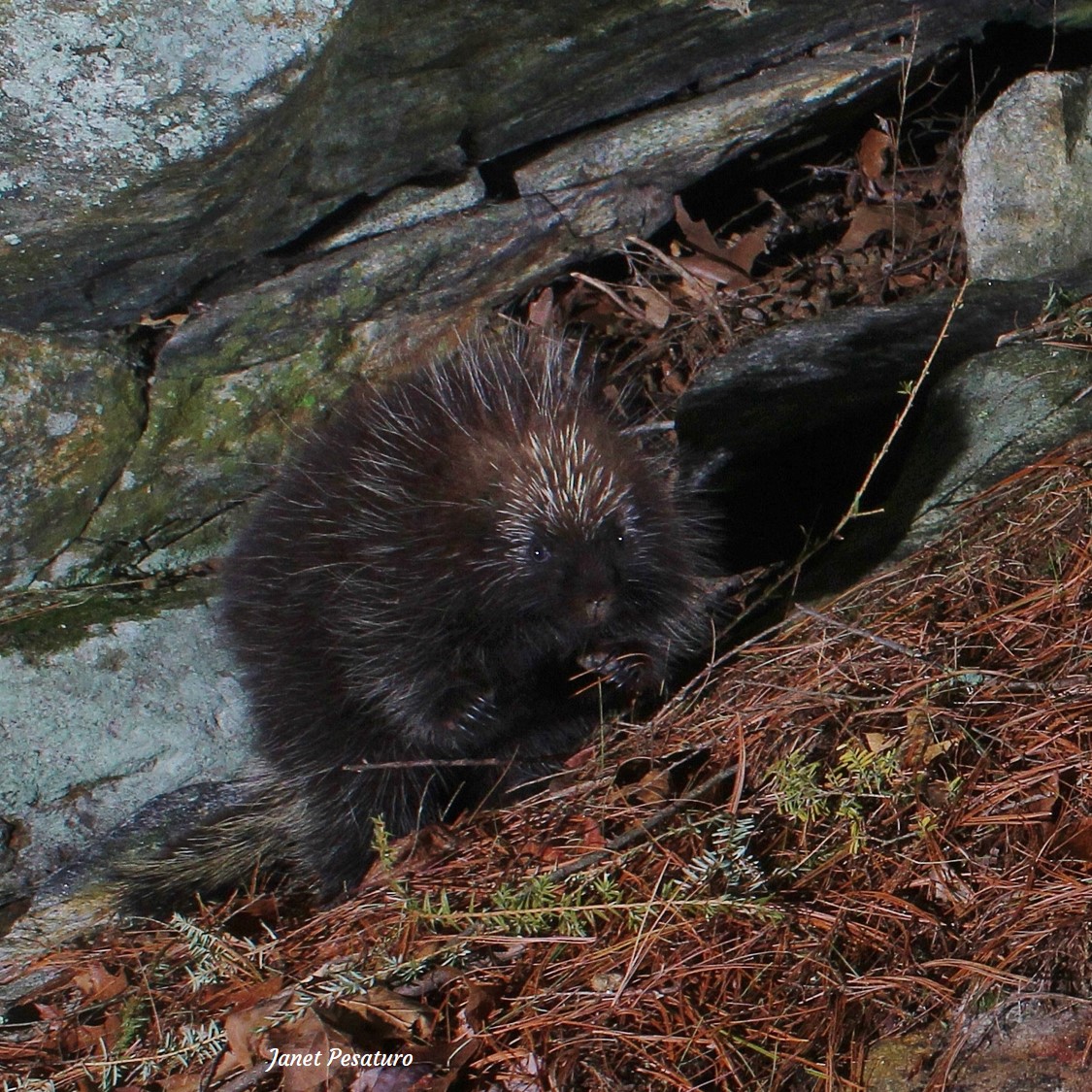 North American porcupine at winter den
