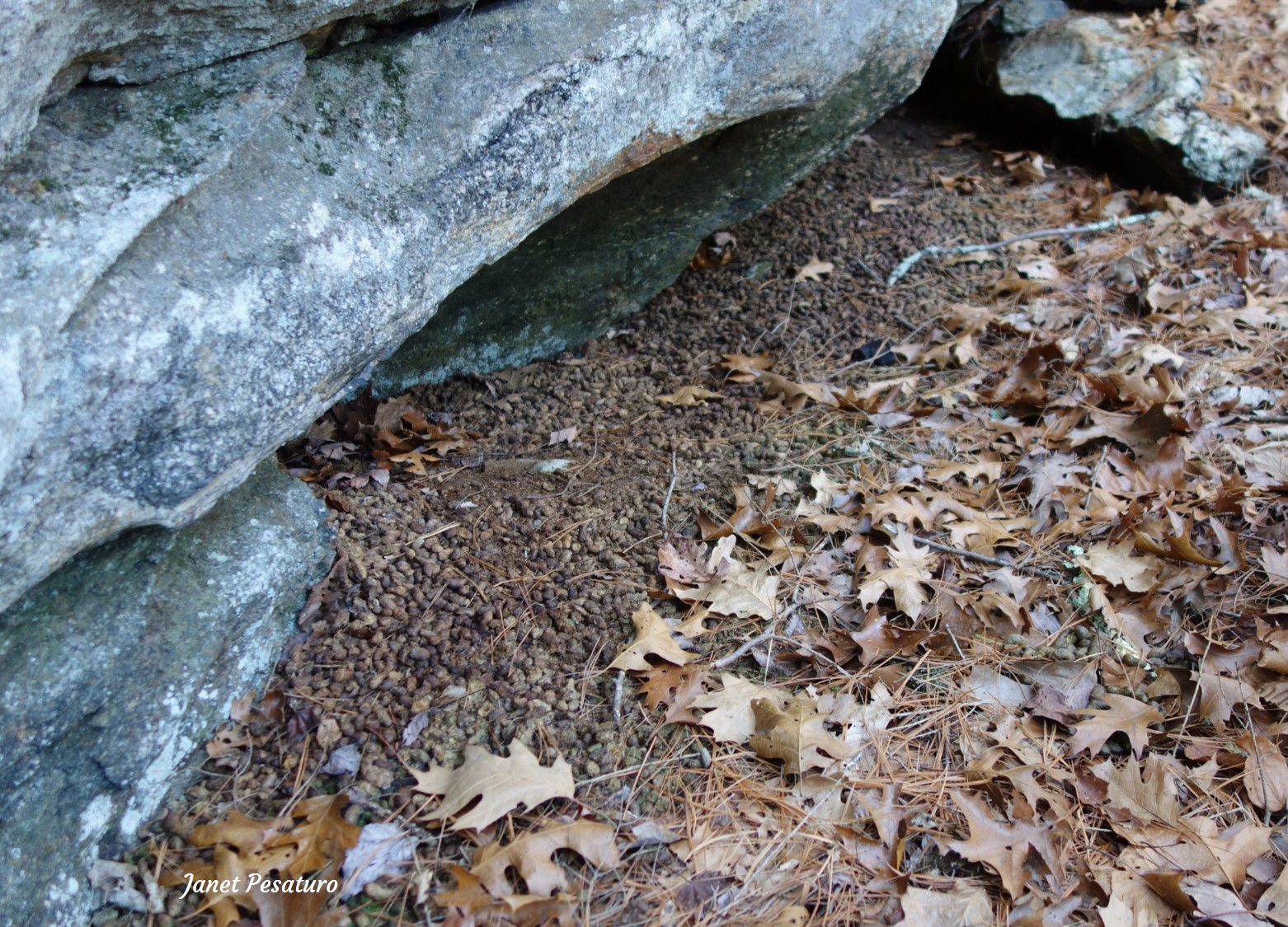 porcupine winter den under a rock overhang