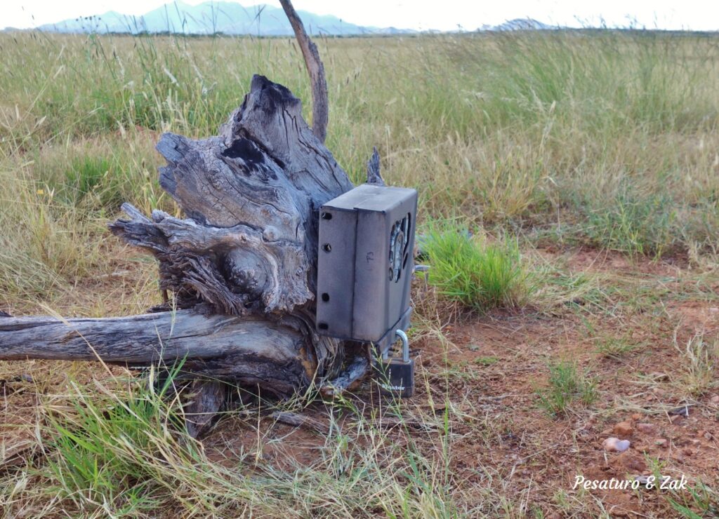 example of a treeless set for camera trap made securing camera and lockbox to a loose stump found on site
