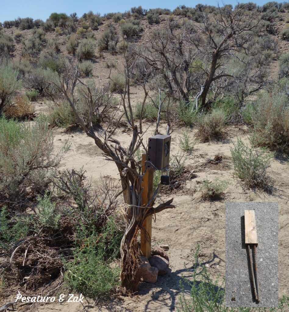 example of a treeless set for camera trap made by screwing camera lock box into a piece of 2x4 anchored into sandy ground with pieces of rebar. Camera trap desert habitat
