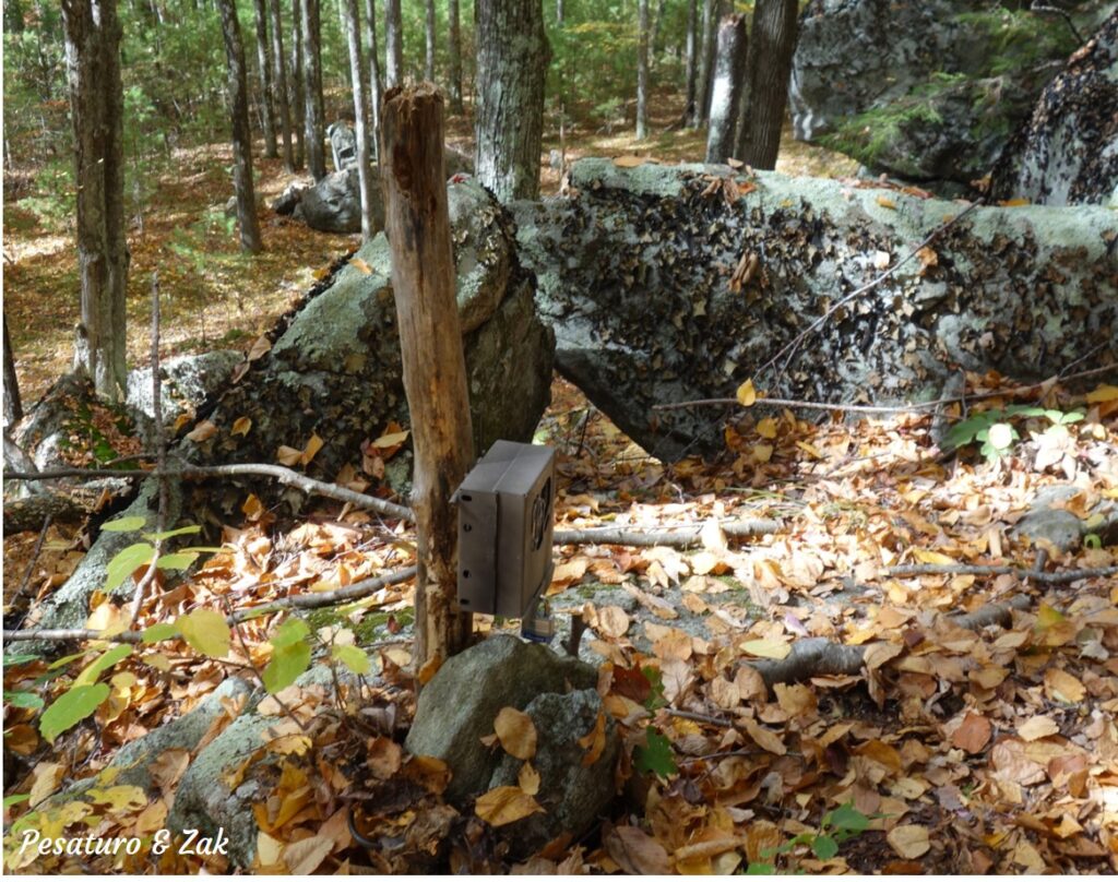 example of a treeless set for camera trap made by lashing found piece of wood to a protruding rock with a cable lock.  Camera trap rock slabs