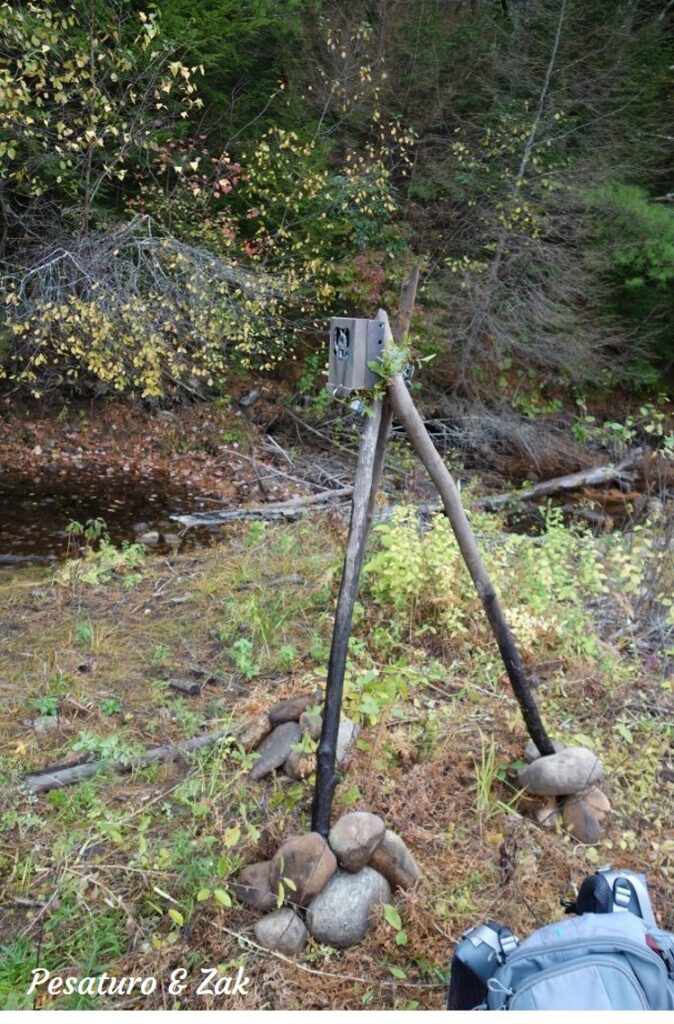 example of a treeless set for camera trap made by screwing camera lock box onto a tripod made of found beaver-cut branches lashed with nylon strap. Camera trap beaver wetland