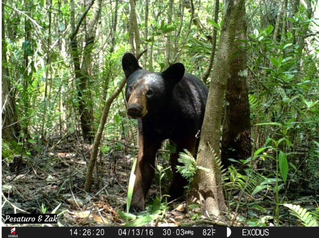 Bear Curious about Trail Camera.