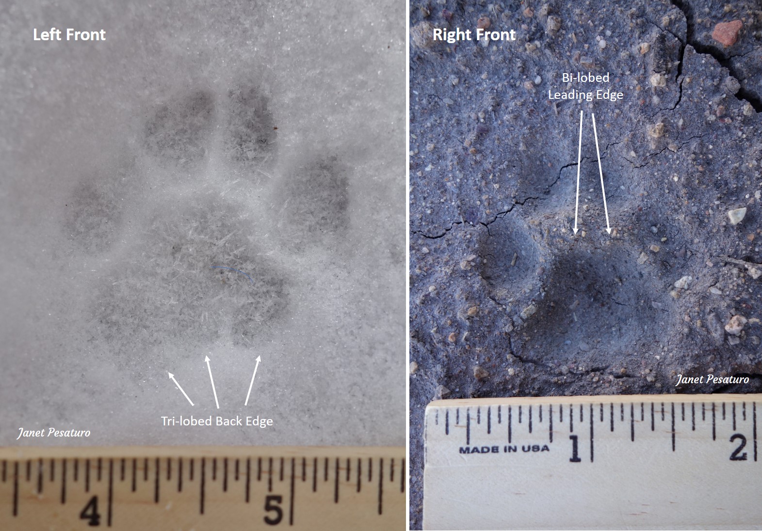 Bobcat tracks showing features of palm pads