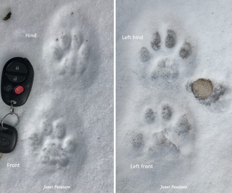 Bobcat Tracks and Trail Patterns - Winterberry Wildlife