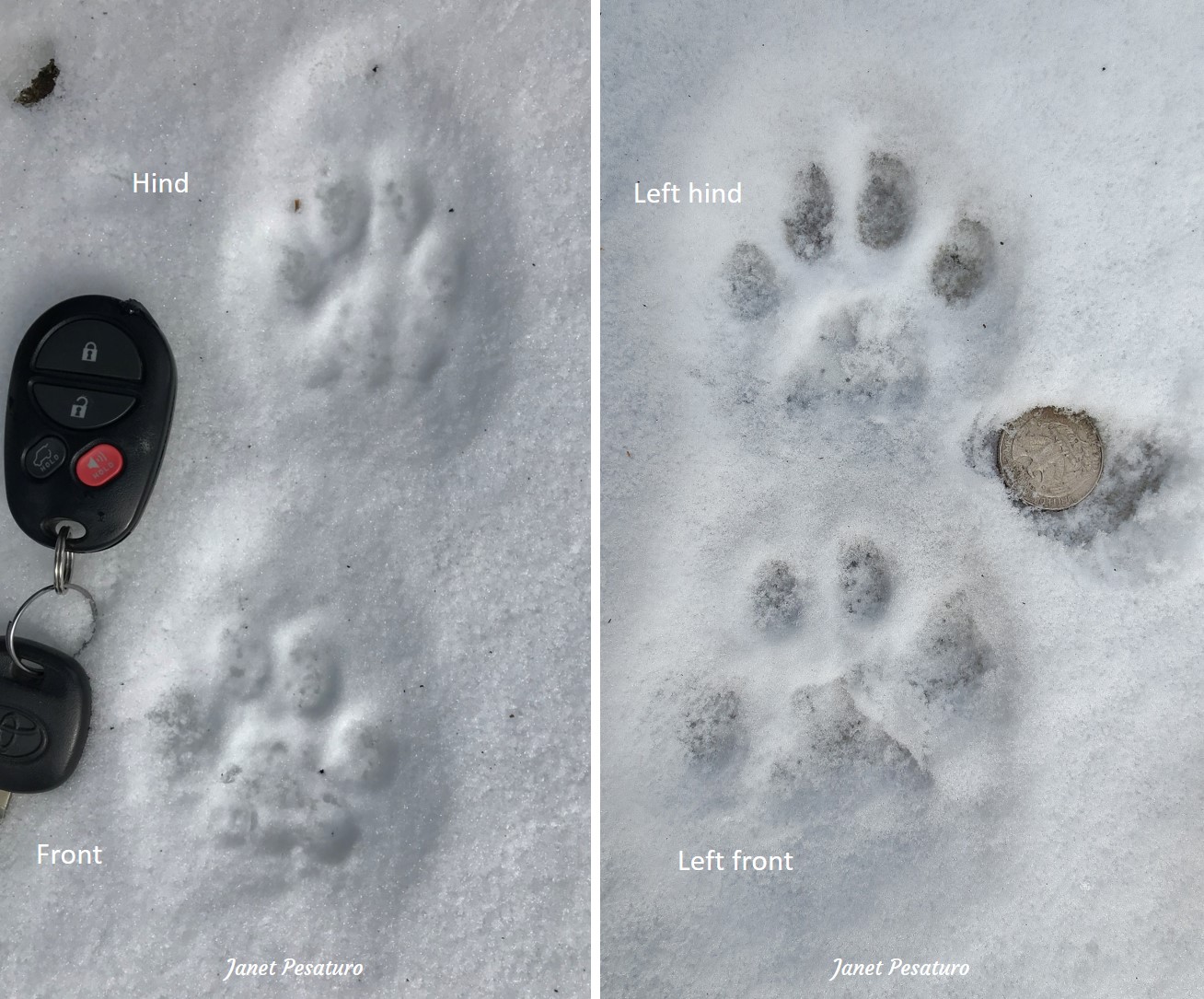 Examples of front and hind bobcat tracks