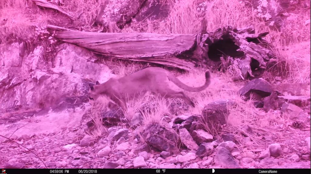 camera trap ir filter failure results in pink photo of panther
