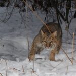 bobcat, lynx rufus