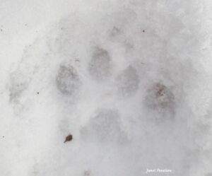 Bobcat Tracks and Trail Patterns - Winterberry Wildlife