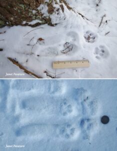 Bobcat Tracks and Trail Patterns - Winterberry Wildlife