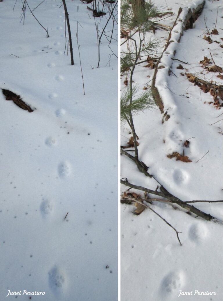 Bobcat Tracks and Trail Patterns - Winterberry Wildlife