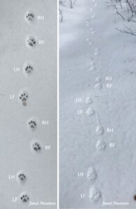 Bobcat Tracks and Trail Patterns - Winterberry Wildlife