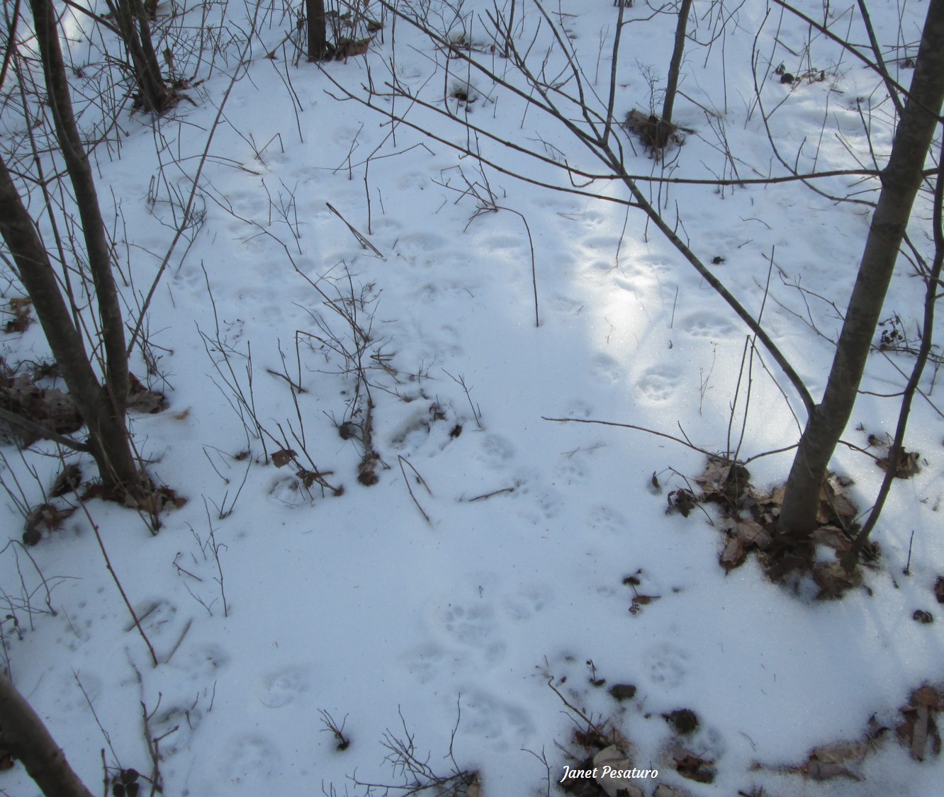 A mess of bobcat tracks, probably from a mating pair