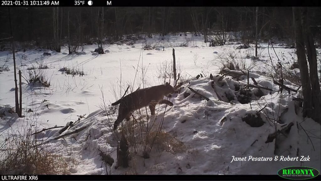 Bobcat stalking in snow