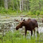 Lone bull moose in wetland