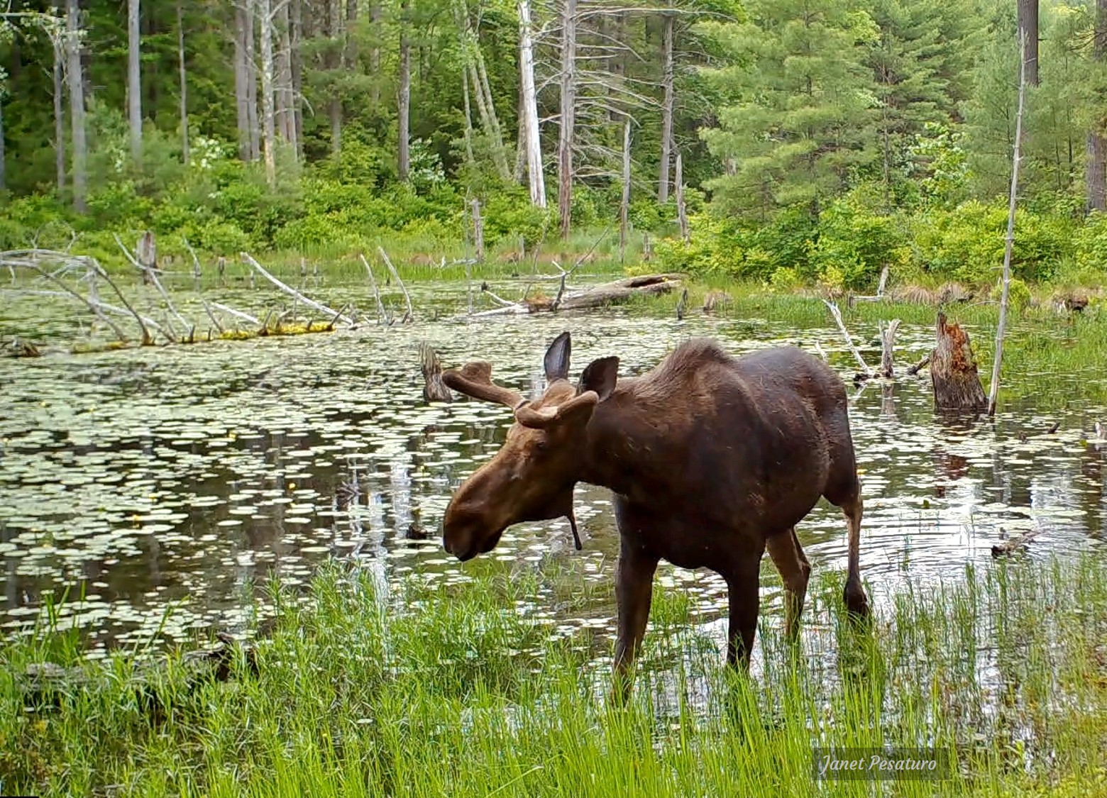 most moose are solitary like this one