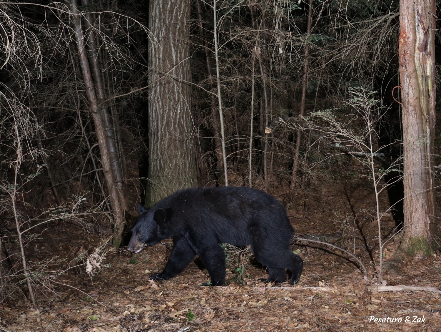 a black bear straddle marking a hemlock sapling