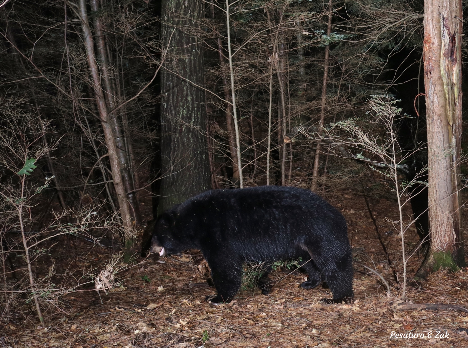 black bear straddle marking a hemlock sapling