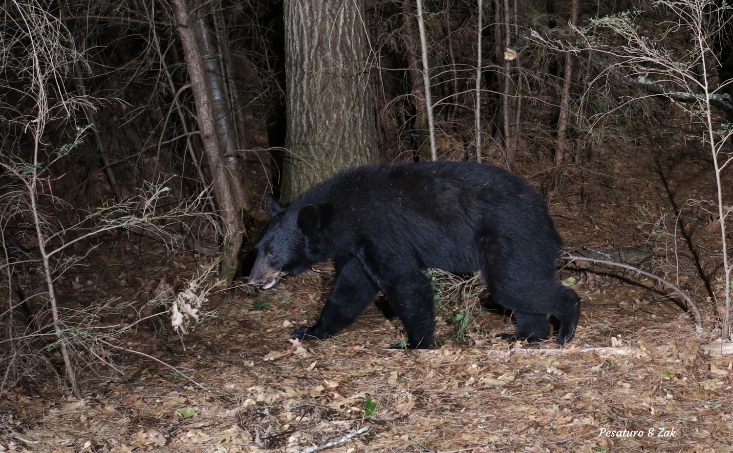 black bear straddle marking a hemlock sapling