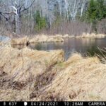 Beaver pond caught by trail camera
