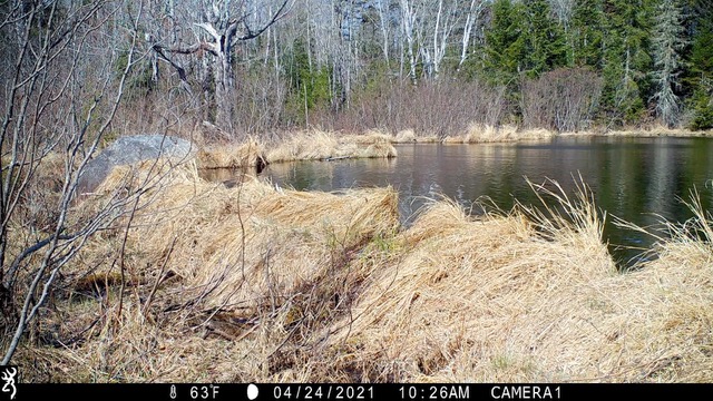 Beaver pond caught by trail camera