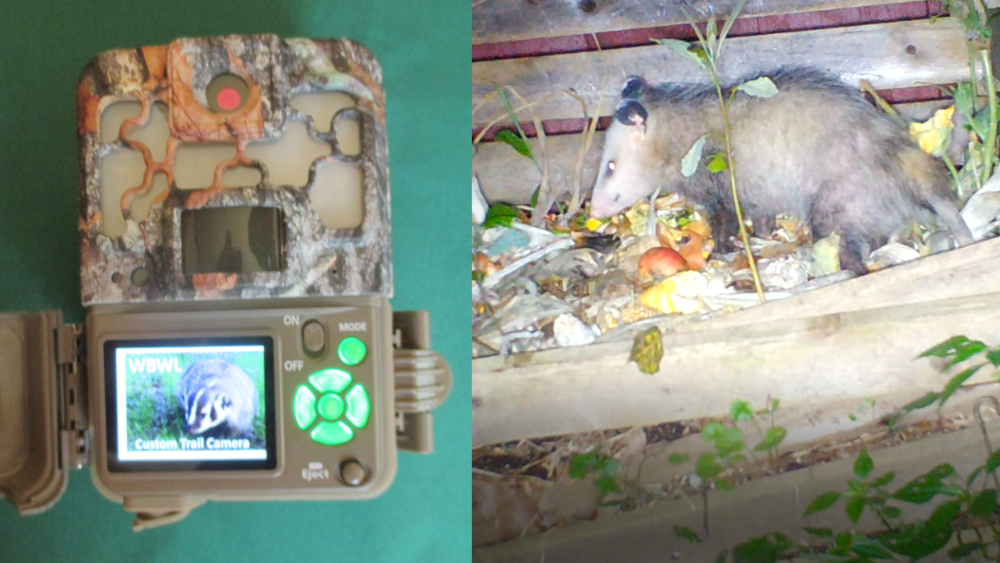 Trail camera modified to take color night time videos with a white LED flash and an example photo of an opossum